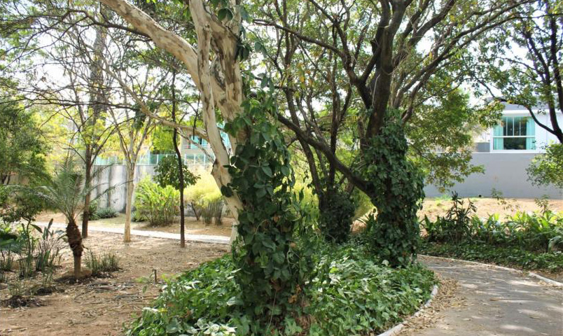 Conheça as praças e os parques mais bonitos de Belo Horizonte